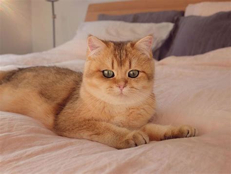 Meet Pumpkin The Cutest Black Golden Ticked British Shorthair Cat