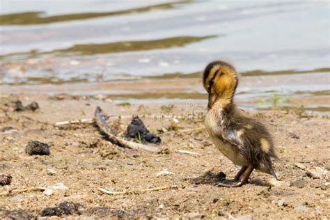 Portrait Of A Young Duckling Stock Photo Image Of Fledgling Bird