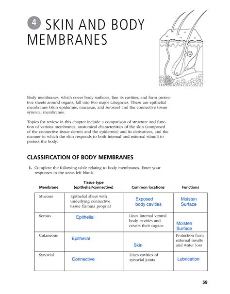 Chapter 4 Workbook Skin And Body Membranes Body Membranes Which