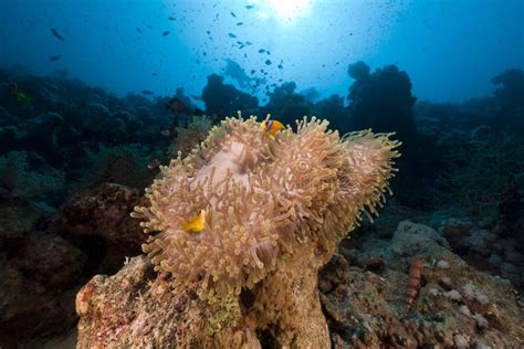 Magnificent Anemone In The Red Sea Stock Photo Image Of Depth Color