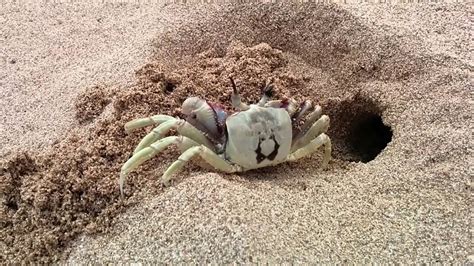 Ghost Crab Digging A Whole In The Sand On A Beach On Oahu Hawaii Youtube