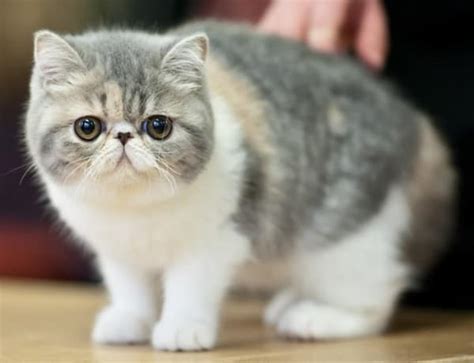 10 Most Friendly Cat Breeds In The World