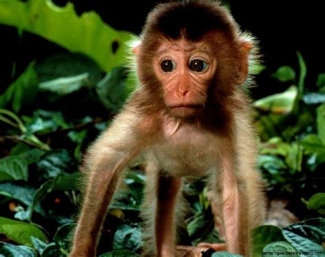 Cute tropical rainforest animals amazing wallpapers. Cute Rainforest Monkeys | Amazing Wallpapers