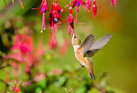 If you have hummingbirds in your area, you might be searching for flowers or plants to enhance the look of your yard or garden, as well as attract hummingbirds. How to create hummingbird havens for your clients