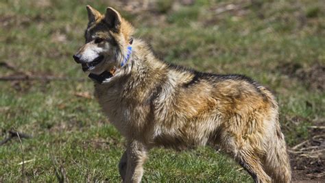 Feds Delist Gray Wolf But Leave Mexican Subspecies Protected