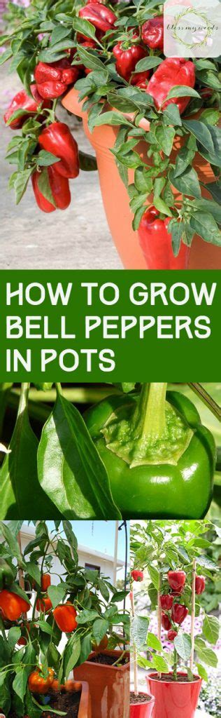 How To Grow Bell Peppers In Pots ~ Bless My Weeds