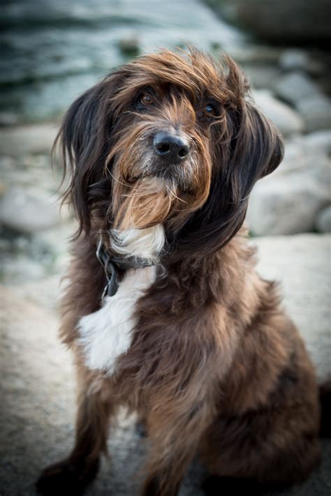 It's smart to start out by checking yelp and other directories for other local. Banyan Pet Photography portrait service for Dogs, Cats and ...