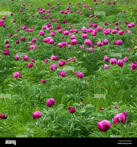 Common Peony Paeonia Officinalis Flowers In A Meadow Valle De