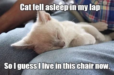 14 Memes That Are So True For Cat People Cutesypooh Cat People