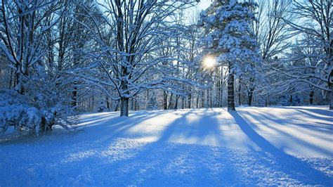 Sun Setting In Winter Forest Hd Wallpaper Background Image
