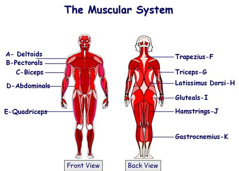 Musclular System Labeled Back Muscular System Sketch At