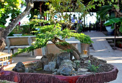 The 5 Basic Bonsai Tree Shaping Styles