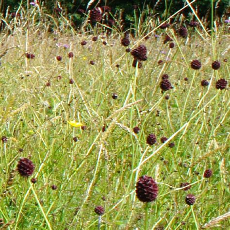 Great Burnet Sanguisorba Officinalis A Wildflower For Meadows