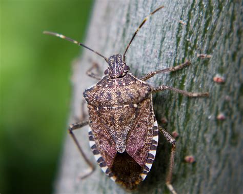 Brown Marmorated Stink Bug Facts And Information Terro®