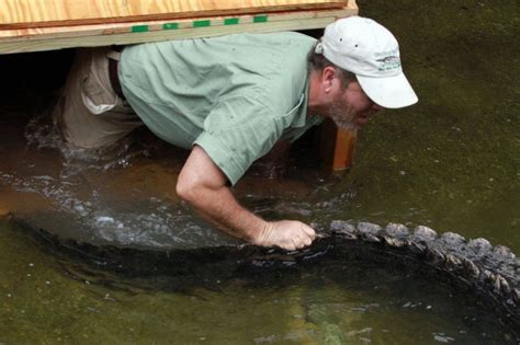 Mighty Mike The 800 Pound Alligator Arrives At John Ball Zoo