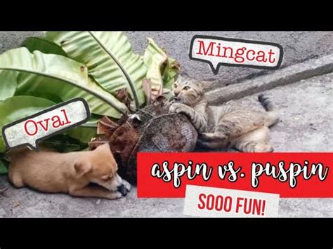 Check spelling or type a new query. PUSPIN & ASPIN PUPPY BONDING| MICA DIY - YouTube