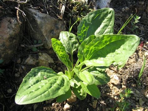 Surviving In The Wild 19 Common Edible Plants Its Tactical
