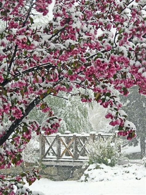 Cherry Blossoms In The Snow Winter Garden Winter Scenery Winter