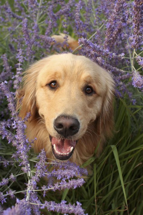 For Your Love Of Golden Retrievers And Your Favorite Smell Of Lavender
