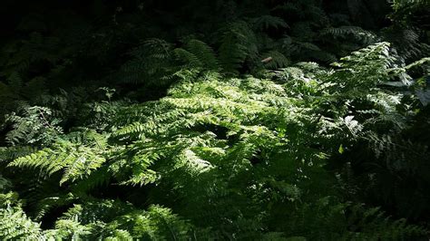 Fern species, numbering several thousand, are found throughout the world but are especially abundant in tropical rain forests. Australia - Sunlight On A Field Of Ferns Photograph by ...