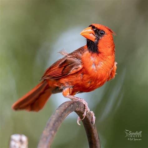 Northern Cardinal Male In Heavy Molt In My Back Yard Flickr