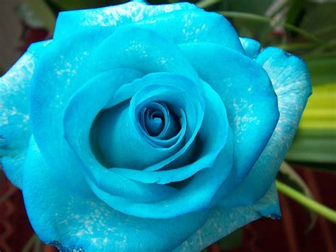 Best Flowers Aqua Turquoise Green Images On Pinterest