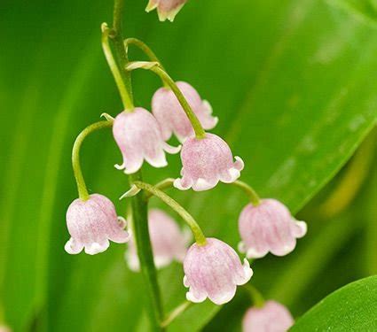 Buy And Grow Pink Lily Of The Valley A Perennial Spring Flower
