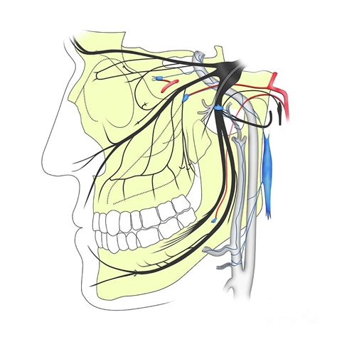 Trigeminal Nerve Anatomy Photograph By Maurizio De Angelisscience
