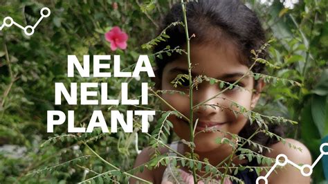 Nela Nelli Plant Youtube