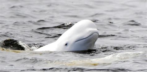 Alaskas Beluga Whale Listed As Endangered The New York Times