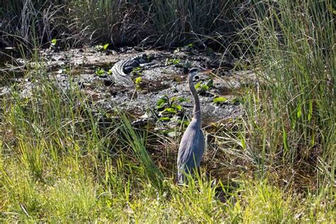 8 Best Places To See Wildlife In Everglades National Park The