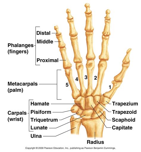 This is a 3d model of a human bone anatomy. wrist - Square One Physio Mississauga