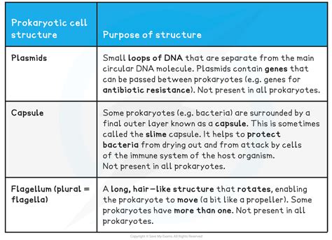 3 2 Unique Characteristics Of Prokaryotic Cells Biology Libretexts Riset
