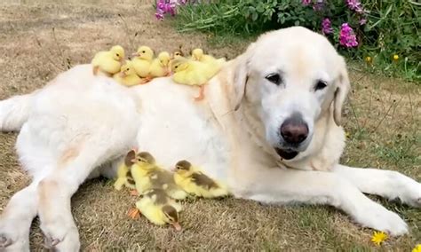Labrador Retriever Becomes A Foster Parent By Taking 15 Orphaned