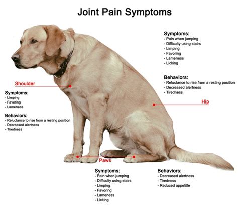 Using Cbd Oil For Dogs Arthritis And Joint Pain