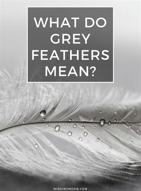 5 kişiden oluşan grubumuzun 4 üyesi uzun süredir arkadaşlar. What Do Grey Feathers Mean | Feather meaning, Grey feather ...