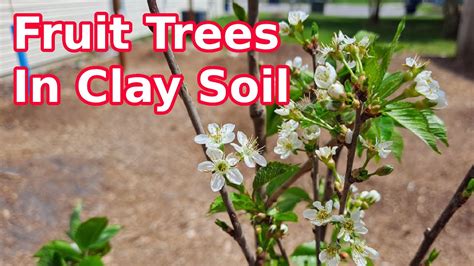How I Planted My Fruit Trees In Clay Soil Youtube