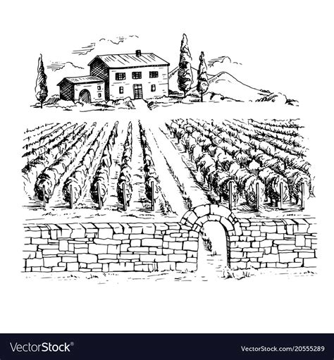 Rows Vineyard Grape Plants And House Royalty Free Vector
