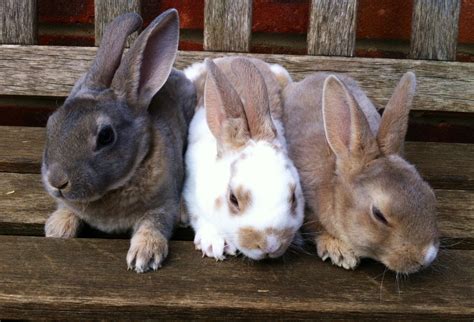 Baby mini Rex rabbits | Bedford, Bedfordshire | Pets4Homes | Mini rex ...