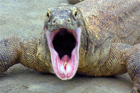 Funny Komodo Dragon Funny Animals