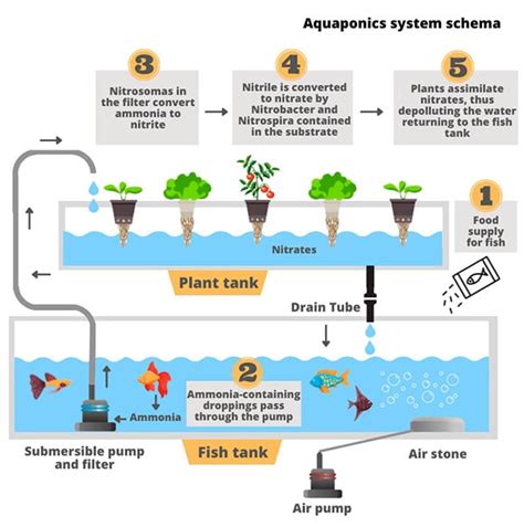 All You Need To Know About Aquaponics System 🔥actual January 2023