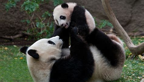 Panda Curriculum San Diego Zoo Wildlife Explorers