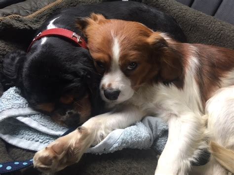 Rufus And Nelly Year Old Male And Year Old Female Cavalier King