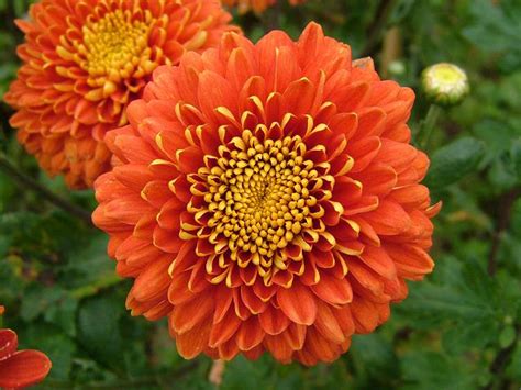 Chrysanthemum Facts And Health Benefits