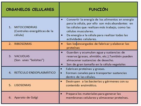 Organelos Citoplasmaticos