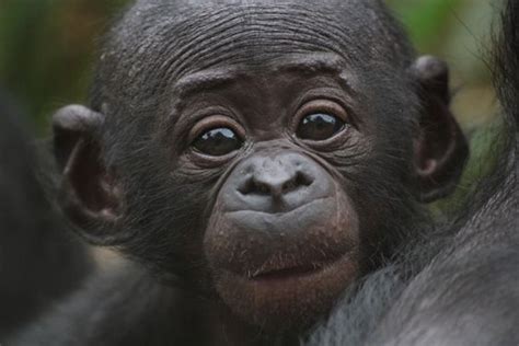 Hitta perfekta baby bonobo bilder och redaktionellt nyhetsbildmaterial hos getty images. BABY BONOBO _ SUPER CUTE | Bonobo, Great ape, Animals ...