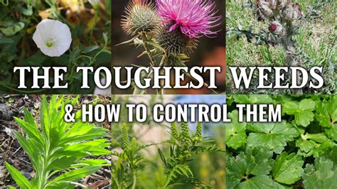 6 Noxious Destructive Invasive Weeds—and How To Get Rid Of Them
