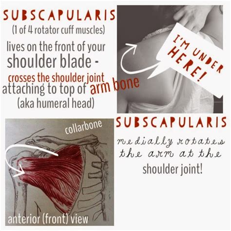 The Hip Joint Subscapularis 1 Of 4 Rotator Cuff Muscles