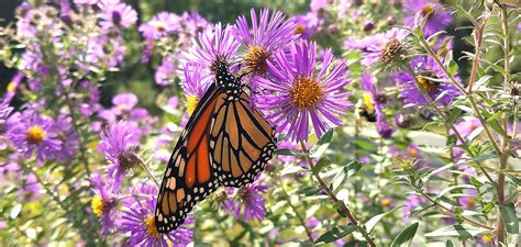 Agreement Will Conserve Millions Of Acres For Monarch Butterflies The