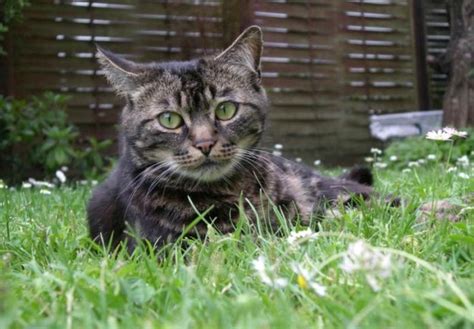 Entropion is an eye condition. The main signs and symptoms of worms in cats | Pets-Wiki